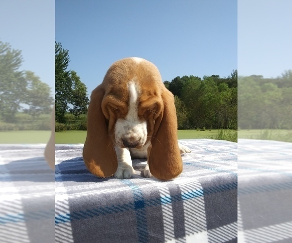 Medium Photo #20 Basset Hound Puppy For Sale in PETERSBURG, IN, USA
