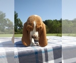 Small Photo #20 Basset Hound Puppy For Sale in PETERSBURG, IN, USA