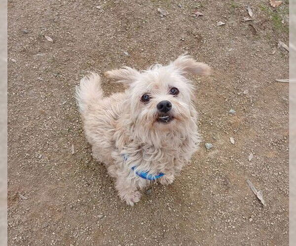 Medium Photo #1 Mutt Puppy For Sale in Martinez, CA, USA