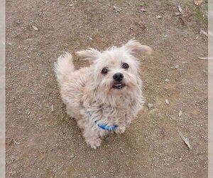 Mutt Dogs for adoption in Martinez, CA, USA