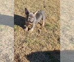 Small Photo #10 French Bulldog Puppy For Sale in EDMOND, OK, USA