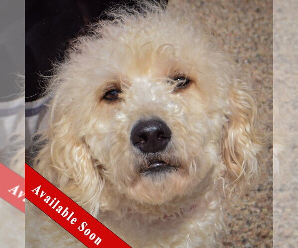 Medium Photo #1 Golden Retriever-Unknown Mix Puppy For Sale in Huntley, IL, USA