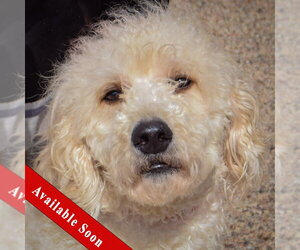 Golden Retriever-Unknown Mix Dogs for adoption in Huntley, IL, USA