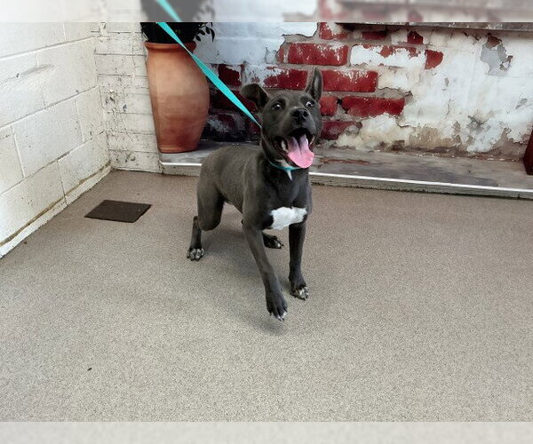 Medium Photo #1 Mutt Puppy For Sale in San Bernardino, CA, USA