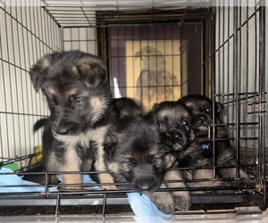 German Shepherd Dog Puppy for sale in SUMPTER TWP, MI, USA