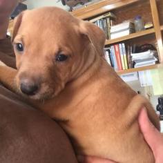 American Pit Bull Terrier Puppy for sale in PEGGS, OK, USA