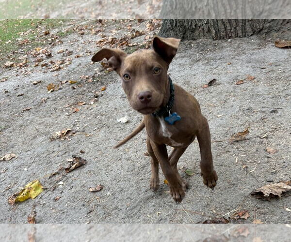 Medium Photo #2 American Pit Bull Terrier-American Staffordshire Terrier Mix Puppy For Sale in Chester, VA, USA