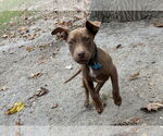Small #1 American Pit Bull Terrier-American Staffordshire Terrier Mix