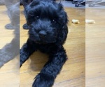 Small #2 Schnoodle (Miniature)