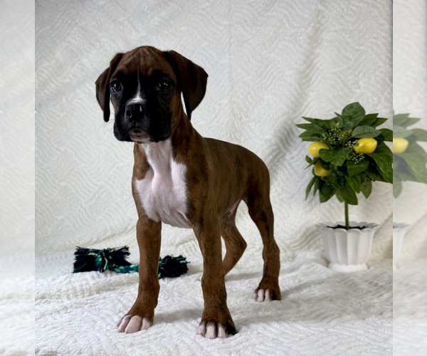 Medium Photo #7 Boxer Puppy For Sale in GREENFIELD, IN, USA