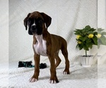 Small #6 Boxer