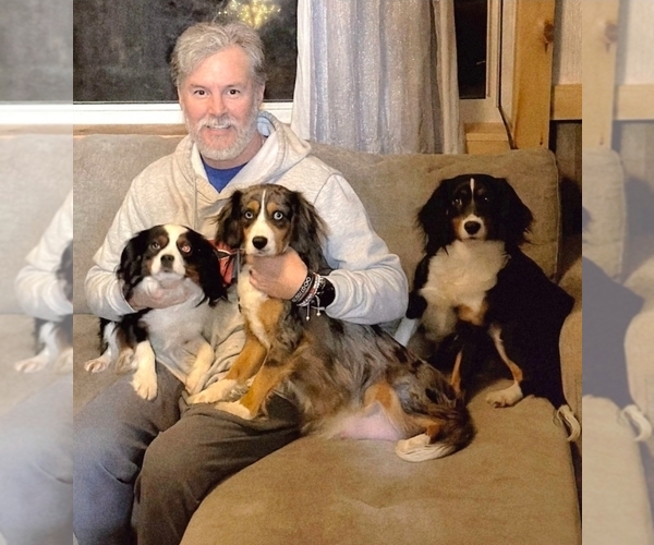 Medium Photo #1 Aussalier Puppy For Sale in DECATUR, IL, USA