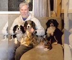Small Photo #1 Aussalier Puppy For Sale in DECATUR, IL, USA