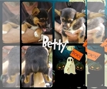 Small Photo #26 Pembroke Welsh Corgi-Scottish Terrier Mix Puppy For Sale in GREELEY, CO, USA