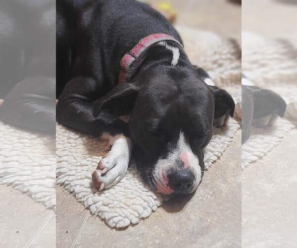 Medium Photo #10 American Pit Bull Terrier-American Staffordshire Terrier Mix Puppy For Sale in Caribou, ME, USA