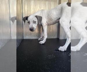 Mutt Dogs for adoption in San Antonio, TX, USA