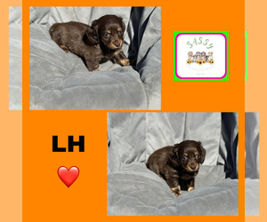 Dachshund Puppy for sale in BENNINGTON, OK, USA