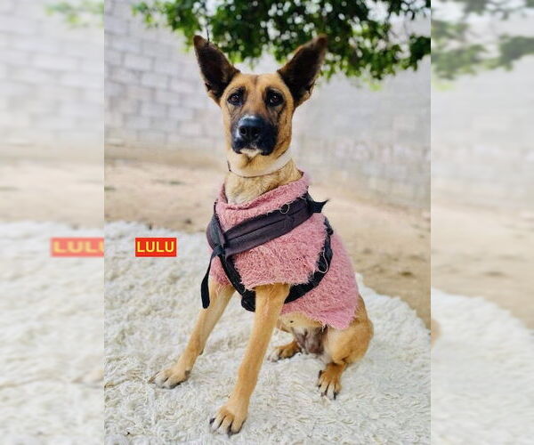 Medium Photo #3 Mutt Puppy For Sale in Woodland Hills, CA, USA