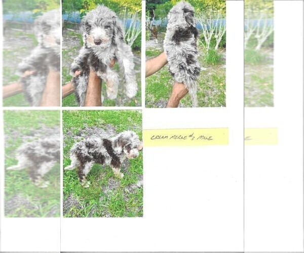 Medium Photo #4 Labradoodle-Sheepadoodle Mix Puppy For Sale in ORLANDO, FL, USA