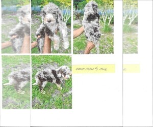 Medium Labradoodle-Sheepadoodle Mix