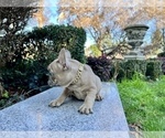 Small Photo #189 French Bulldog Puppy For Sale in HAYWARD, CA, USA