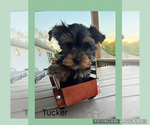 Small #4 Yorkshire Terrier