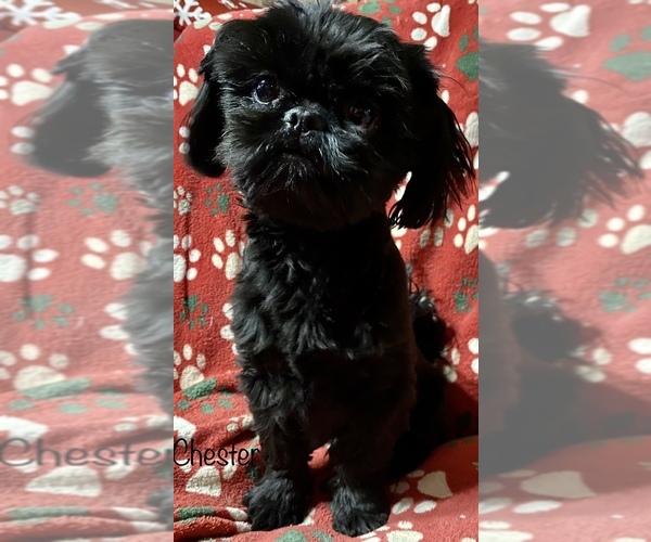 Medium Photo #1 Shih Tzu Puppy For Sale in PIEDMONT, OH, USA