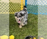 Puppy Cucumber Australian Shepherd-Miniature Australian Shepherd Mix