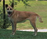 Small Golden Shepherd