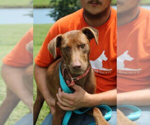 Feist Terrier-Mountain Cur Mix Dogs for adoption in Linton, IN, USA