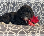 Small Photo #5 Cocker Spaniel-Poodle (Miniature) Mix Puppy For Sale in LAKELAND, FL, USA