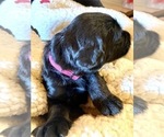 Small Photo #3 Labradoodle Puppy For Sale in KINGSPORT, TN, USA