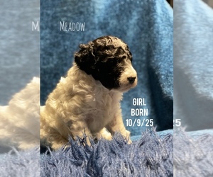Medium Poodle (Standard)