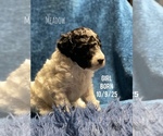 Puppy Puppy 4 Meadow Poodle (Standard)