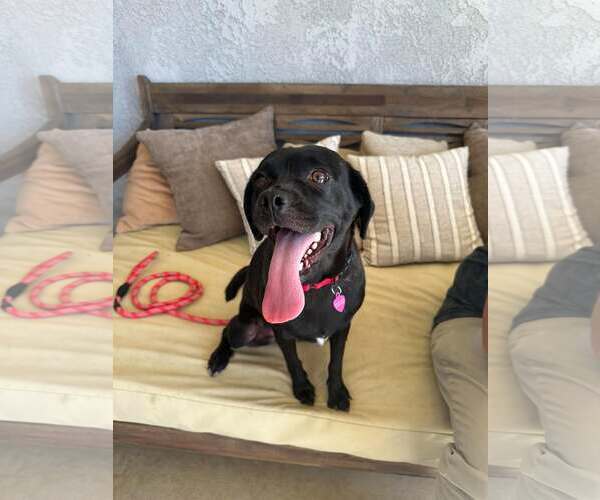 Medium Photo #1 Labrador Retriever-Pug Mix Puppy For Sale in San Diego, CA, USA