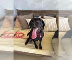 Dratini - Female Labrador Retriever-Pug Mix Dog for Adoption - Small photo