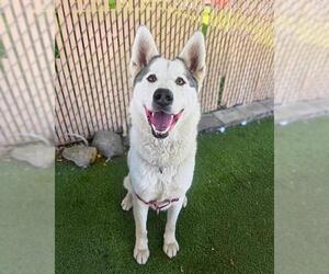 Siberian Husky-Unknown Mix Dogs for adoption in Chula Vista, CA, USA