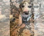 Small Photo #14 Great Dane Puppy For Sale in DIGHTON, MA, USA