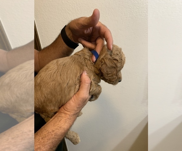 Medium Photo #5 Goldendoodle Puppy For Sale in BRKN ARW, OK, USA
