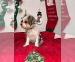 Small Photo #6 Yorkshire Terrier Puppy For Sale in SAINT CLOUD, FL, USA