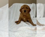 Small Photo #7 Golden Retriever Puppy For Sale in JACKSONVILLE, FL, USA