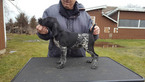 Small German Shorthaired Pointer