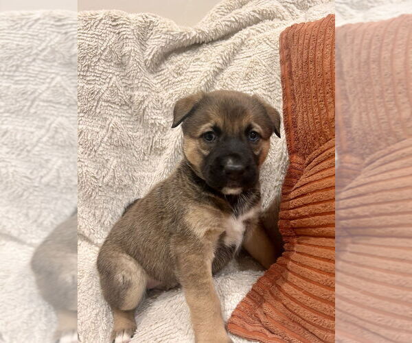Medium Photo #2 German Shepherd Dog-Unknown Mix Puppy For Sale in Lakewood, CO, USA