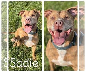 American Staffordshire Terrier Dogs for adoption in Pierceton , IN, USA