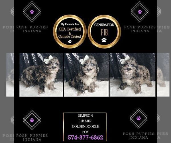 Medium Photo #83 Goldendoodle (Miniature) Puppy For Sale in WARSAW, IN, USA