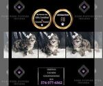 Small #2 Goldendoodle (Miniature)