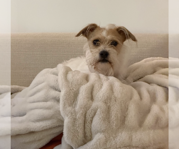 Medium Photo #3 Mutt Puppy For Sale in Brooklyn, NY, USA