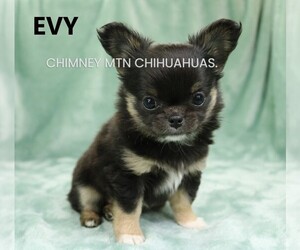 Chihuahua Puppy for sale in MUSKOGEE, OK, USA