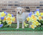 Puppy Abby Labrador Retriever