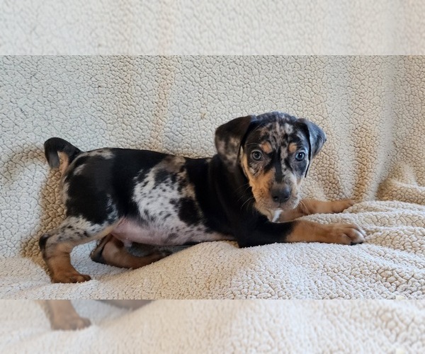 Full screen Photo #1 Catahoula Leopard Dog Puppy For Sale in CUMBY, TX, USA